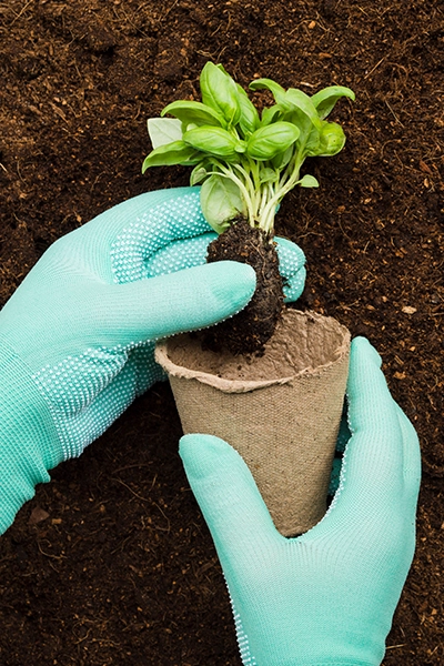 fertilizers